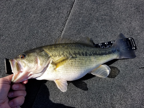 3-31-19 Spotted bass.png