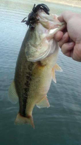 aprilbass20194-8.jpg