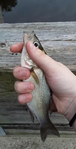 Livie - White Perch - Bolingbroke Crk - 04may19.jpg