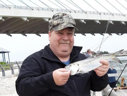 Hickory Shad - Indian Rvr Inlet - 11May19.jpg