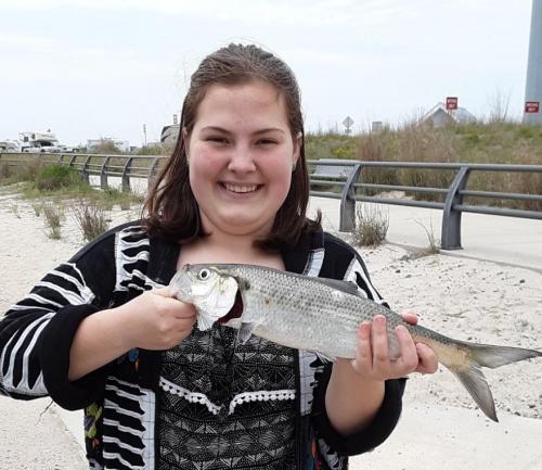 Livie - Hickory Shad - Indian Rvr Inlet - 11May19.jpg