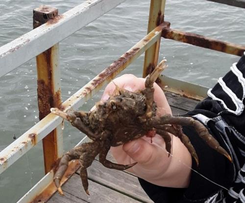 Sue Spider crab - Indian Rvr Inlet - 11May19.jpg