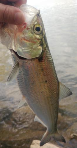 Deer Creek - Hickory Shad - 28Apr19.jpg