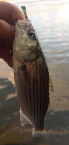 Deer Creek - Striped bass - 28Apr19.jpg