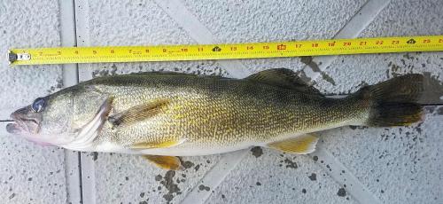 walleye 2.jpg