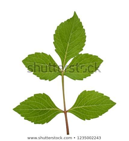 dahlia-leaf-isolated-on-white-450w-1235002243.jpg