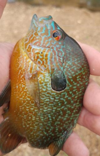 Longear Sunfish - McLane Park - 15Jun19.jpg