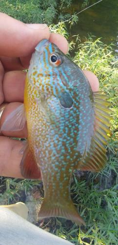 Longear Sunfish - St Francis.jpg