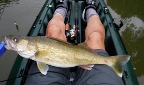 walleye 2.jpg