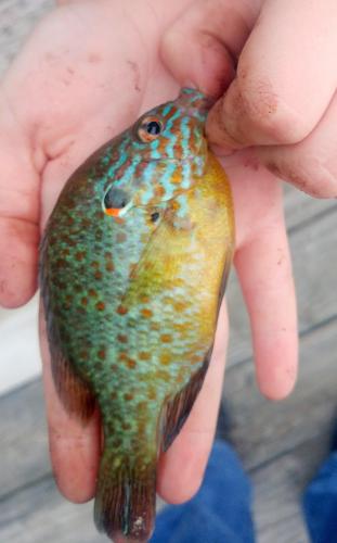 Livie 1st Pumpkinseed (2) - Tuckahoe Lake - 05Jun18.jpg