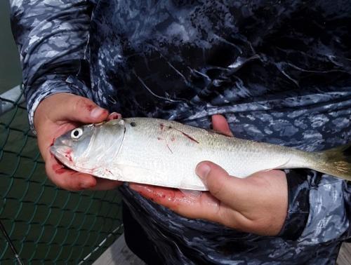 Menhaden - Cape Henelopen - 06Jul19.jpg