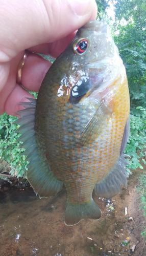 Redspotted Sunfish (2) - McLane Park - 14Jul19.jpg