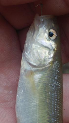 chub closeup 1.jpg