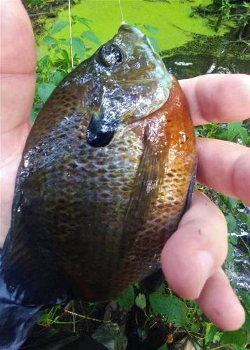 Male bluegill - Johnson Branch Trussum pond - 03Aug19.jpg