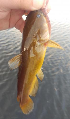 Yellow Bullhead (1) - Little Dixie - 14Jun1.jpg