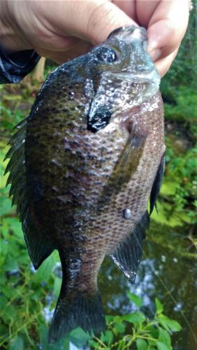 bluegill 2.jpg