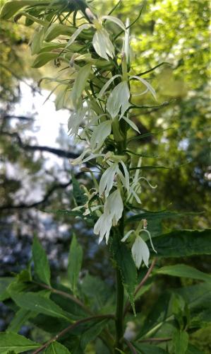 White Cardinal Flower - Johnson Branch Trussum pond - 03Aug19.jpg