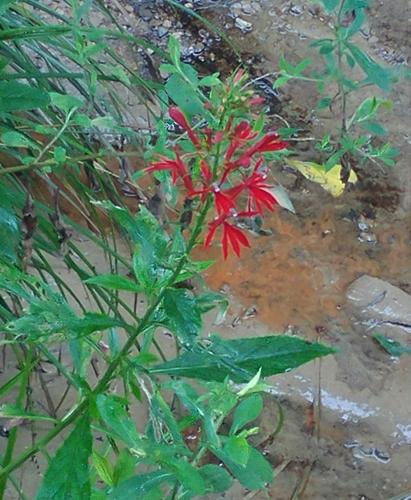 cardinal flower 1.jpg