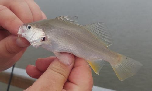 Silver perch - Slaughter Creek - 15Sep19.jpg