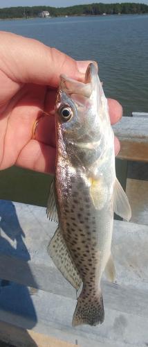 Spotted Seatrout - Slaughter Creek - 08Sep19.jpg