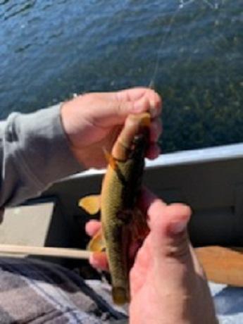 John Hornyhead Chub - White River 12Oct19.jpg