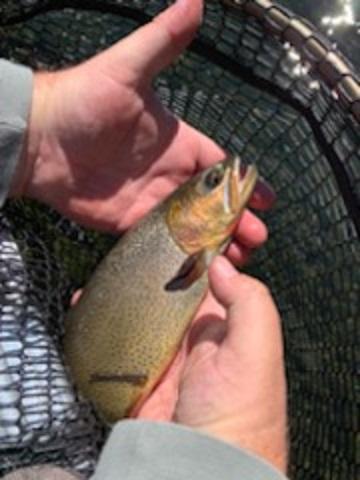 John Snakeriver Cutthroat - White River 12Oct19.jpg