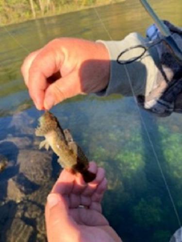 John Knobfin Sculpin - White river 12Oct19.jpg