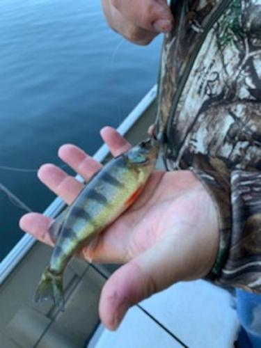 John 1st Yellow Perch - White river 12Oct19.jpg