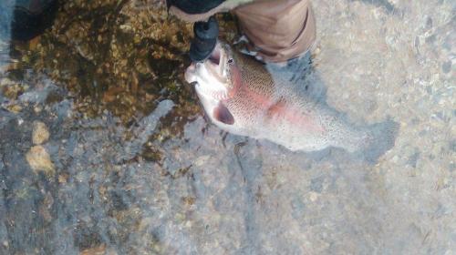 5 lb rainbow 12-30-19.jpg