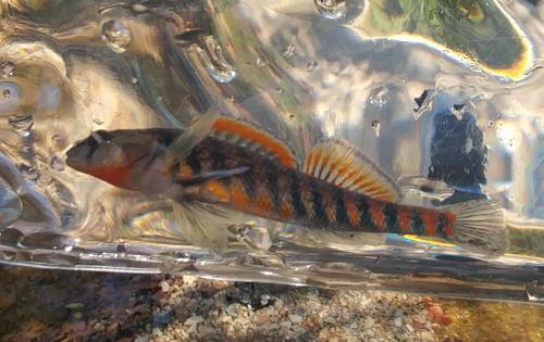 Strawberry Darter (1) - Hackney Creek 13Oct19.jpg