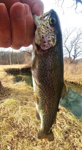 Rainbow trout - Moon Lake 27Dec19.jpg