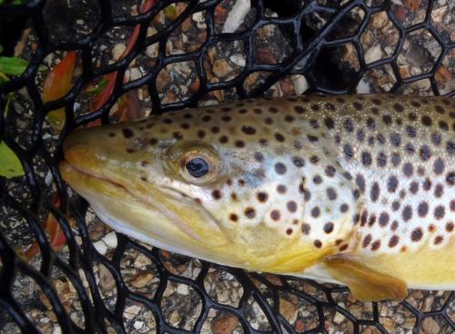 Brown Trout (1) - Current River - 06Aug16.JPG