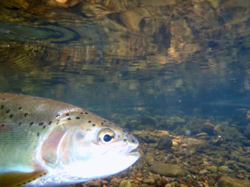 Barren fork trout 14Jun14.JPG