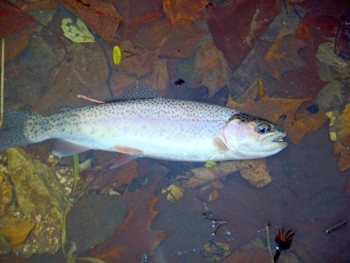 Spring Creek Rainbow 15Oct14.JPG