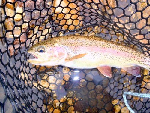 Dad's Mill creek rainbow 18Feb12.JPG