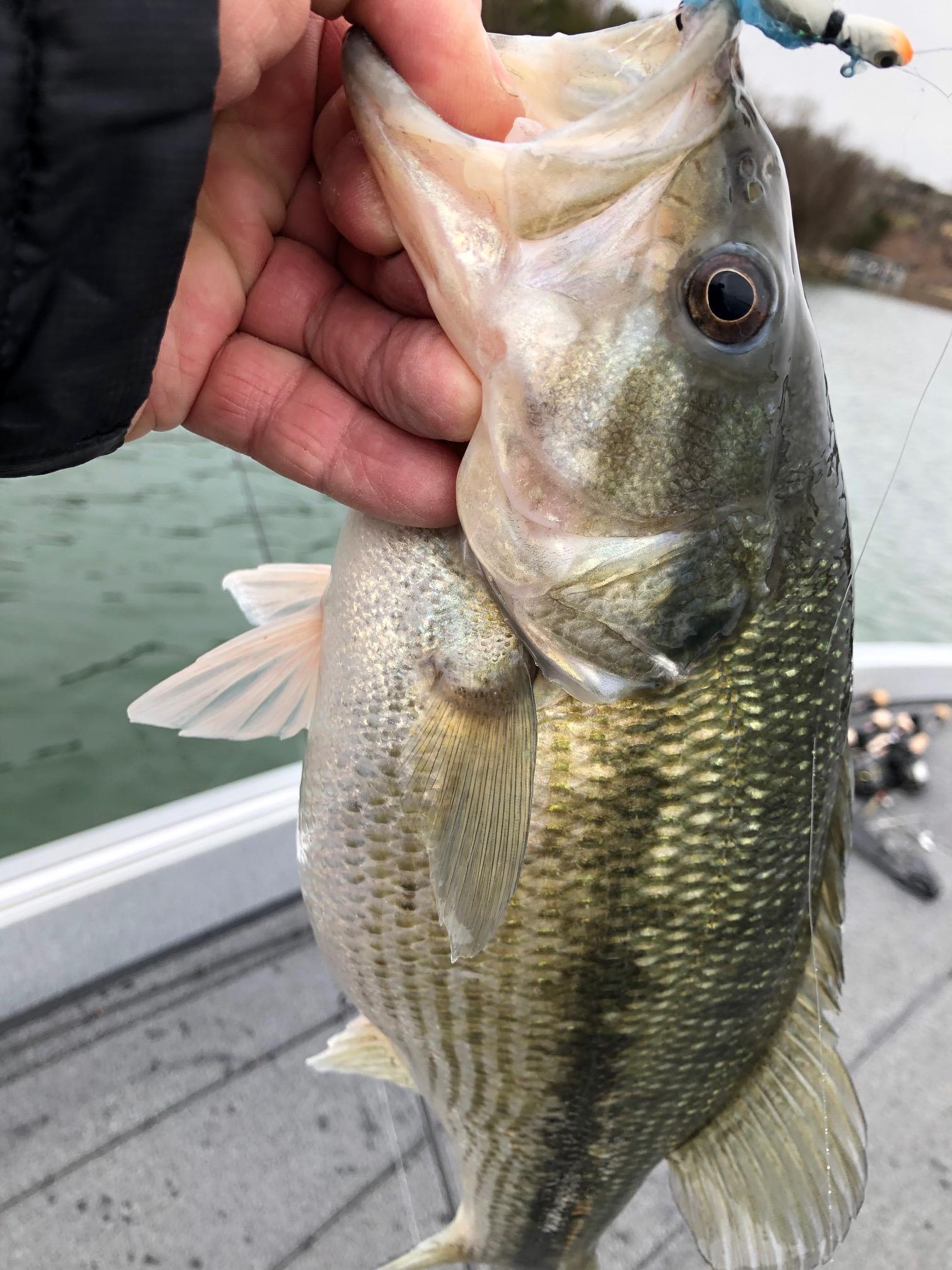 Man Catches Largest Fish in Missouri History on Table Rock Lake