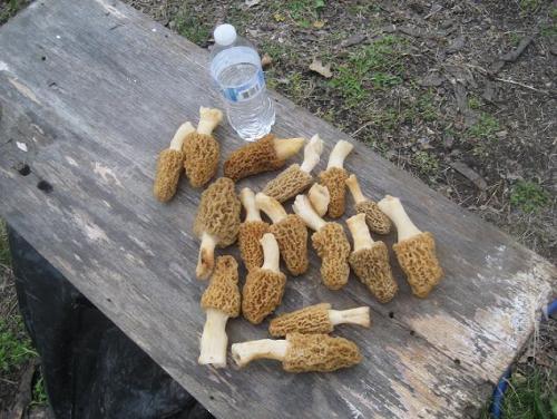 morels 003.jpg