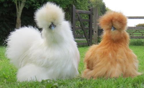 silkie 237.jpg