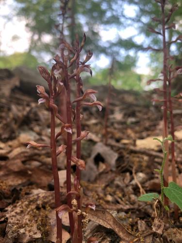 coralroot.jpg