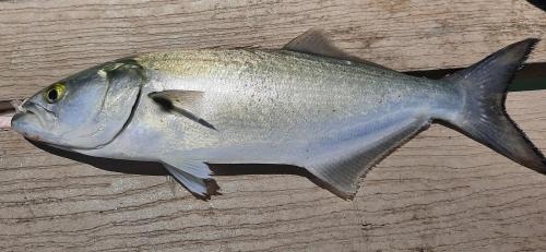 Bluefish - Indian River Inlet - 12Jun20.jpg