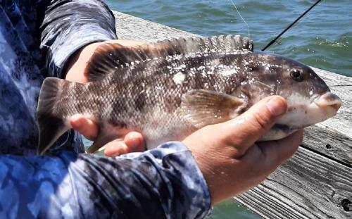 Tautog (1) - 4th St Pier - 31 May20.jpeg