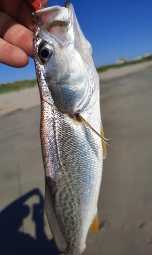 Weakfish (2) - Plum Island - 07Jun20.jpg