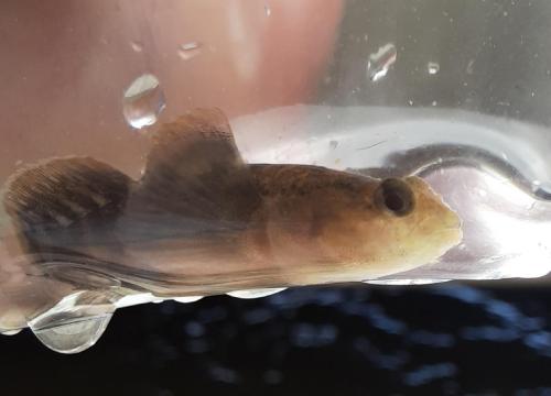 Naked Goby (3) - Slaughter Creek - 21Jun20.jpg