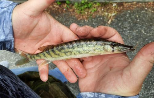 Chain pickerel (1) - Porter's crossing - 17May20.jpeg