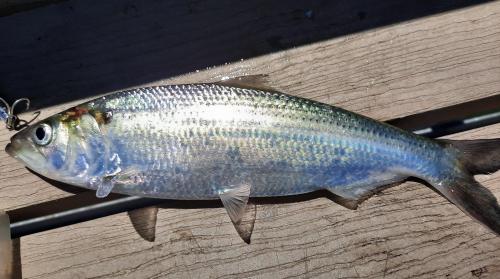 Hickory Shad (2) - Indian River Inlet - 12Jun20.jpg