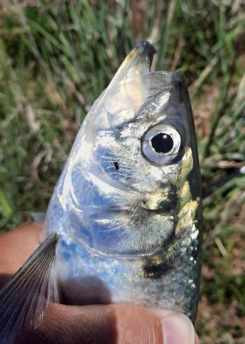 Hickory Shad close-up - Indian River Inlet - 12Jun20.jpg