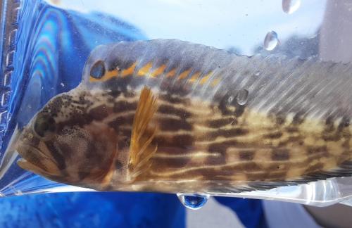 Livie Striped Blenny (1) - Slaughter Creek - 21Jun20.jpg