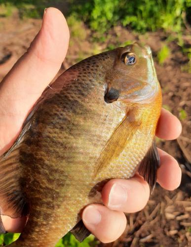 Bluegill - Tuckahoe Lake - 13May20.jpg