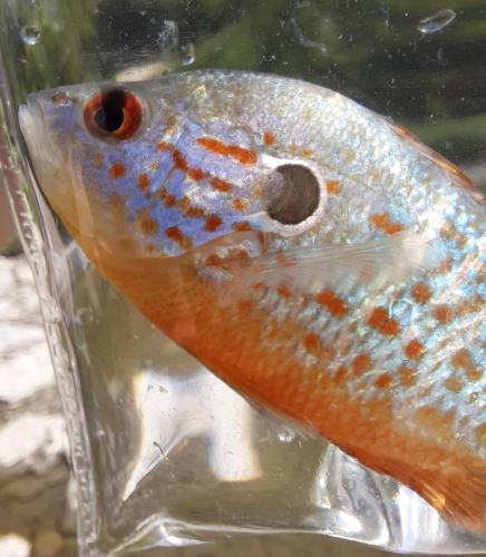 Orangespotted Sunfish -cp - Mill Creek - 02Jul20.jpg