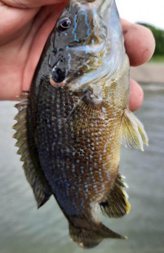 Green Sunfish - Shelbyville Spillway - 27Jun20.jpg